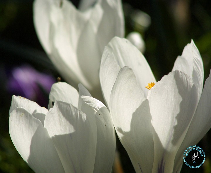Crocus 8P076D-23.JPG